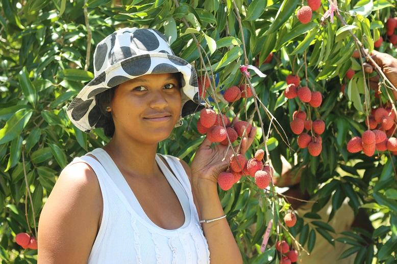 Madagascar's main advantage over its competitors is the earliness of its harvest, which enables it to be the first to reach European markets © CIRAD